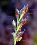  Raceme-Adaxial view of spikelets